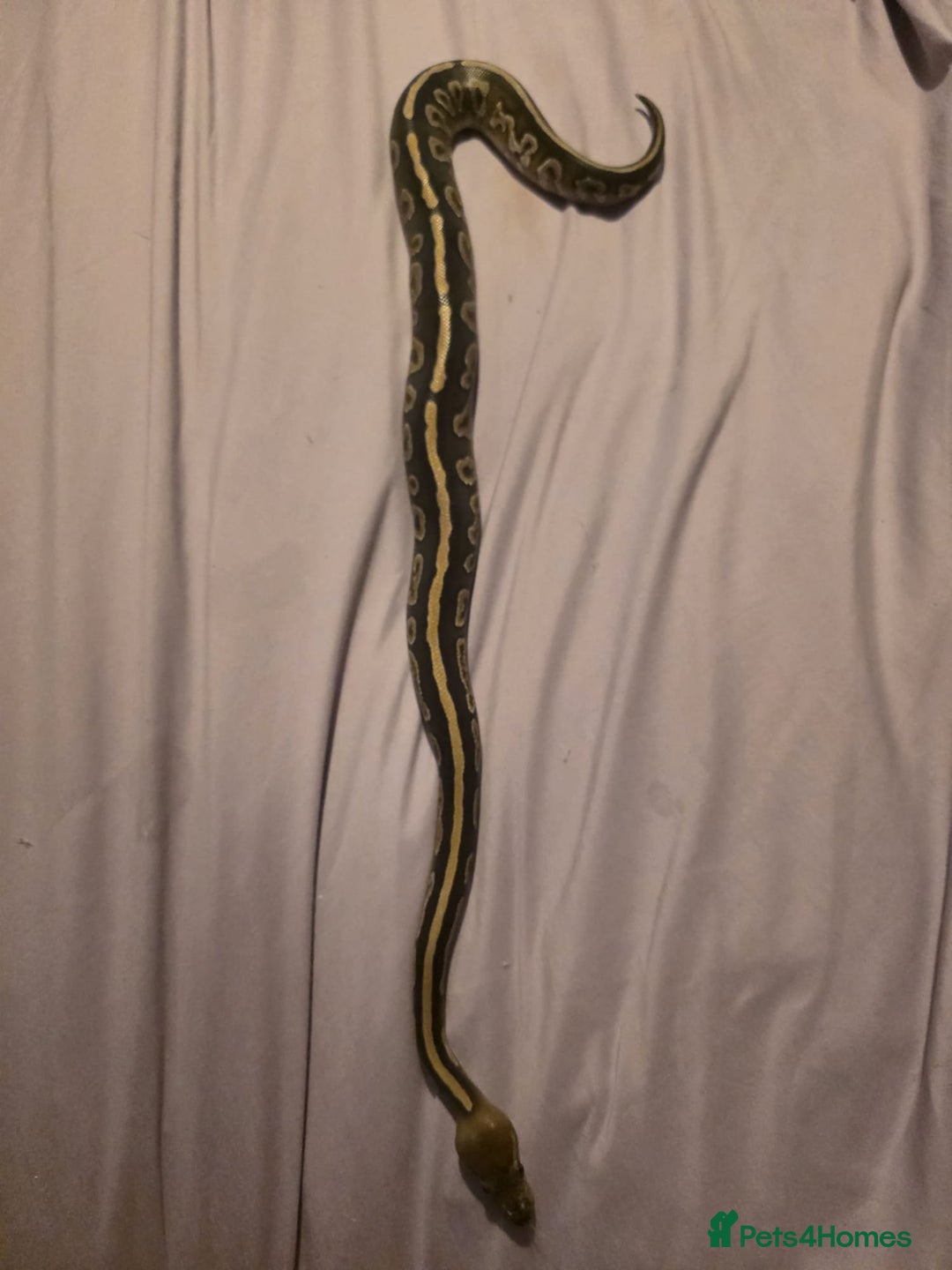 Python Snake reptiles for sale: Mahogany Morph Mojave Ball Python   - Image 3