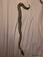 Python Snake reptiles - Advert 3