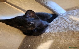 Domestic Shorthair cats for sale: 6 kittens ready for sale, 2 months old - Image 2