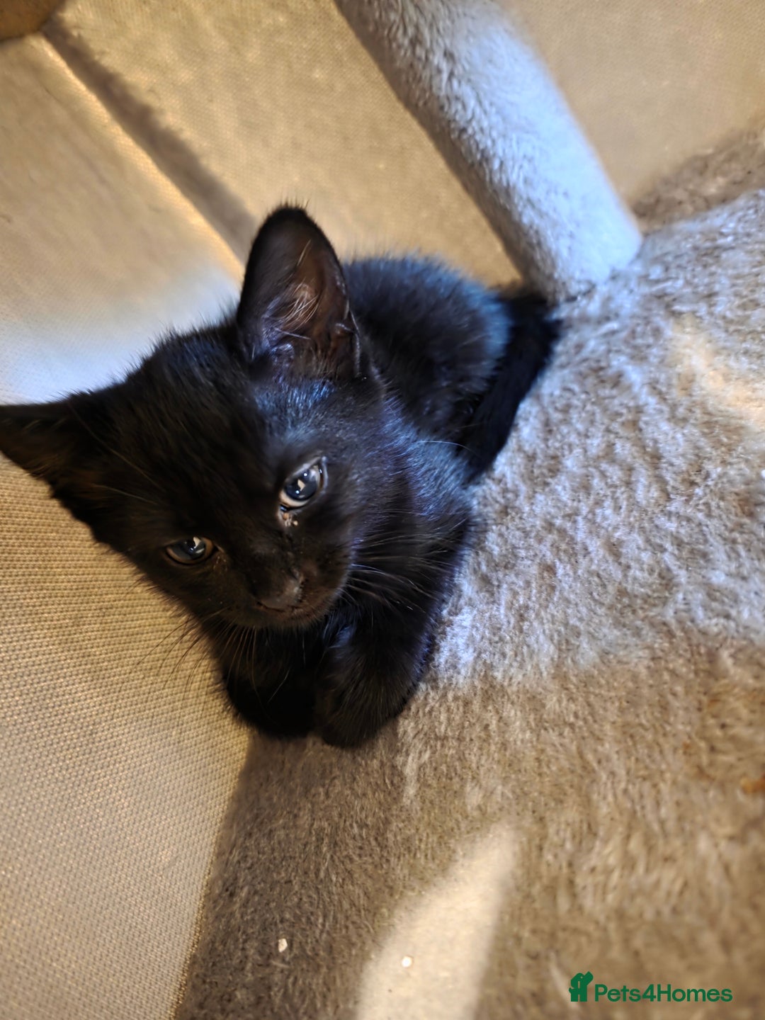 Domestic Shorthair cats for sale: 6 kittens ready for sale, 2 months old - Image 2