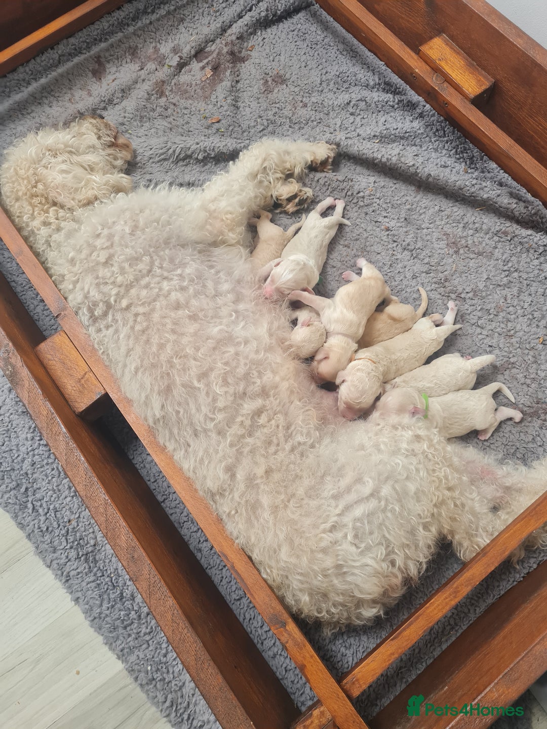 Mixed Breed dogs for sale: Beautiful double doodles - Image 1