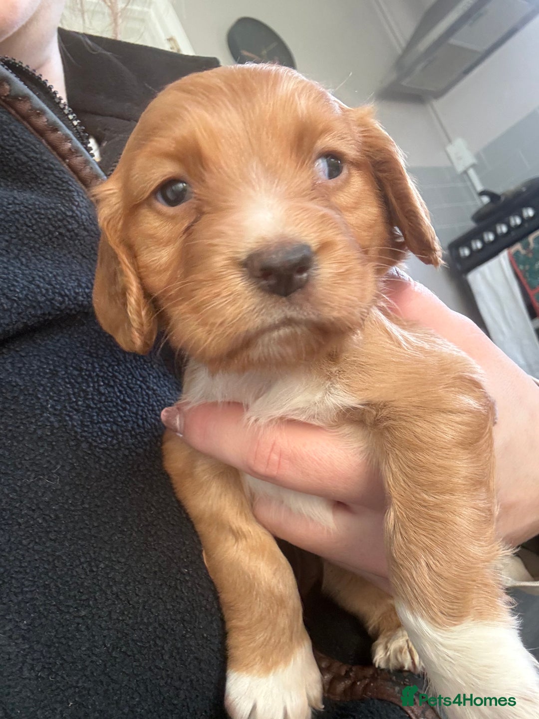 Sprocker dogs for sale: SPROCKER PUPPIES  - Advert 3