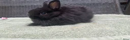Netherland Dwarf rabbits for sale: 1 male Netherland Dwarf Rabbits available now - Advert 4