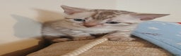 Bengal cats for sale: Family Raised TICA Bengal Kittens - Advert 18