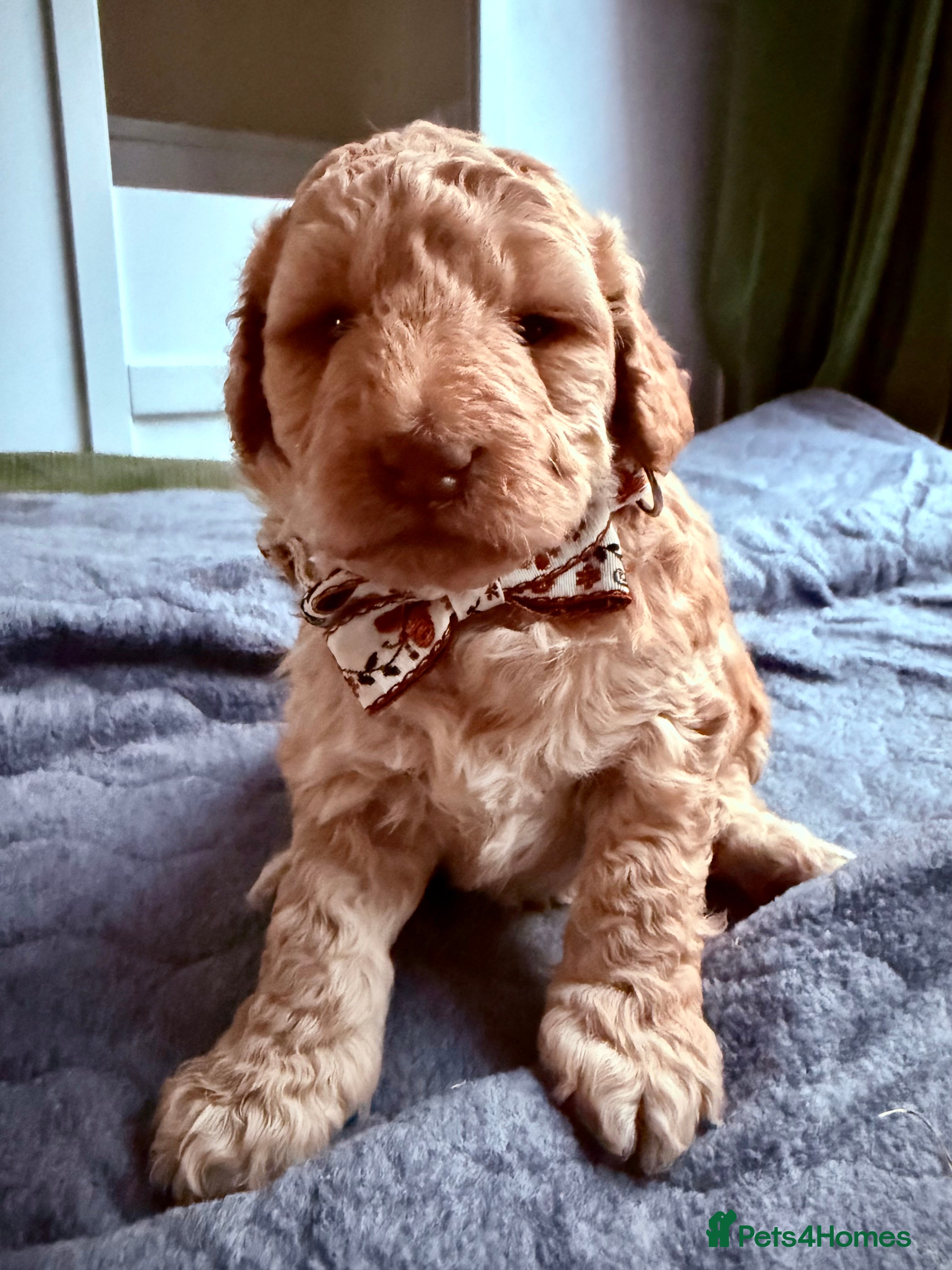 Australian Labradoodle dogs Multigenerational Australian Labradoodle  - Advert 2