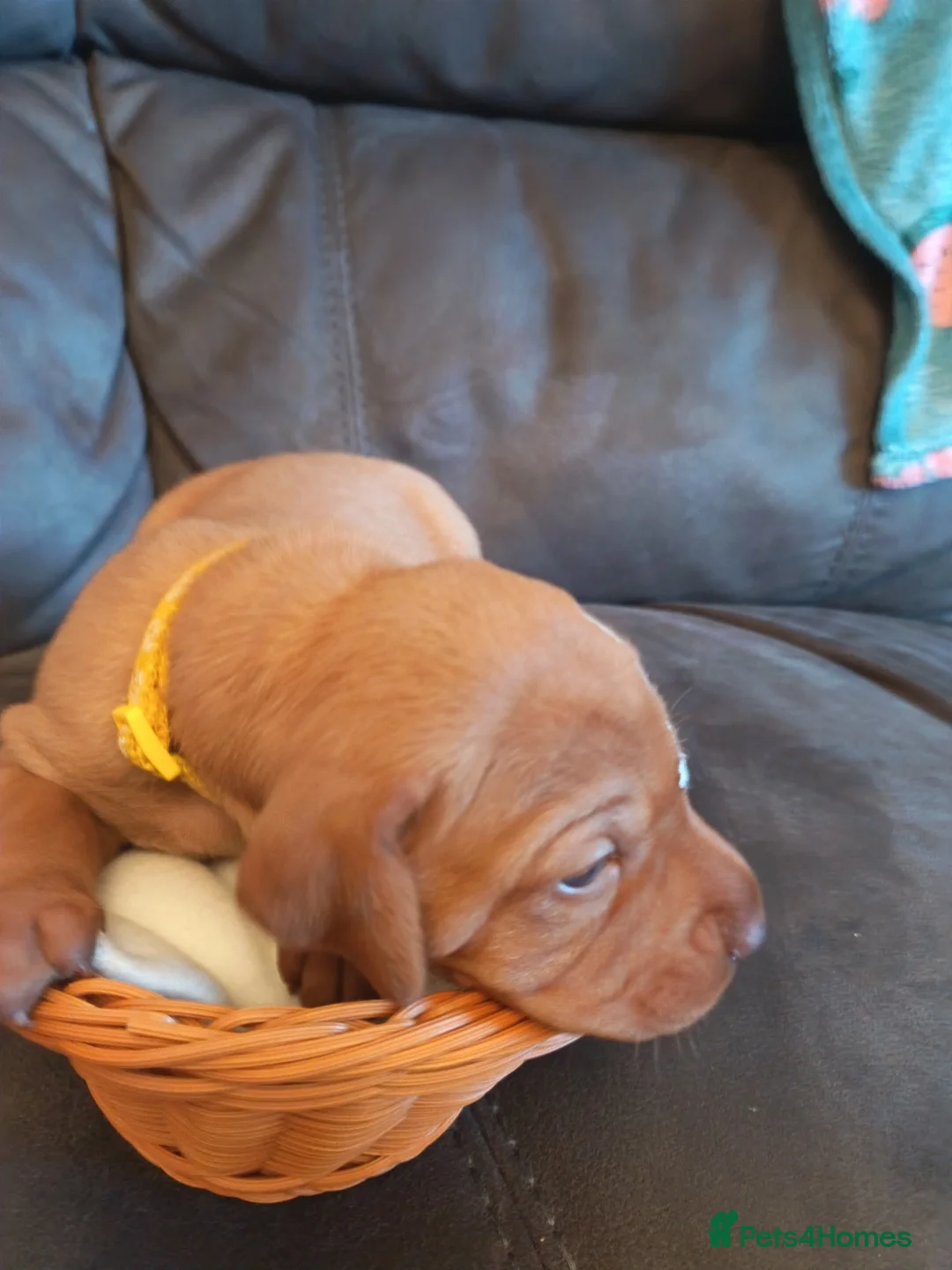 Hungarian Vizsla dogs for sale: Beautiful KC Registered Hungarian Viszla Puppies - Advert 10