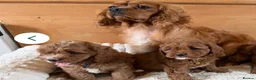 Cavapoo dogs for sale: F1 Cavapoo Puppy for a loving home  - Advert 5