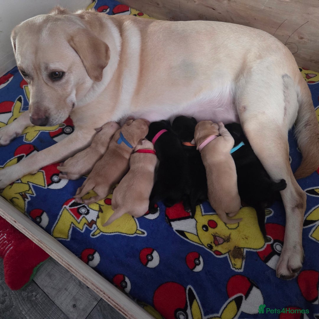 Labrador Retriever dogs for sale: Labrador puppies - Advert 7