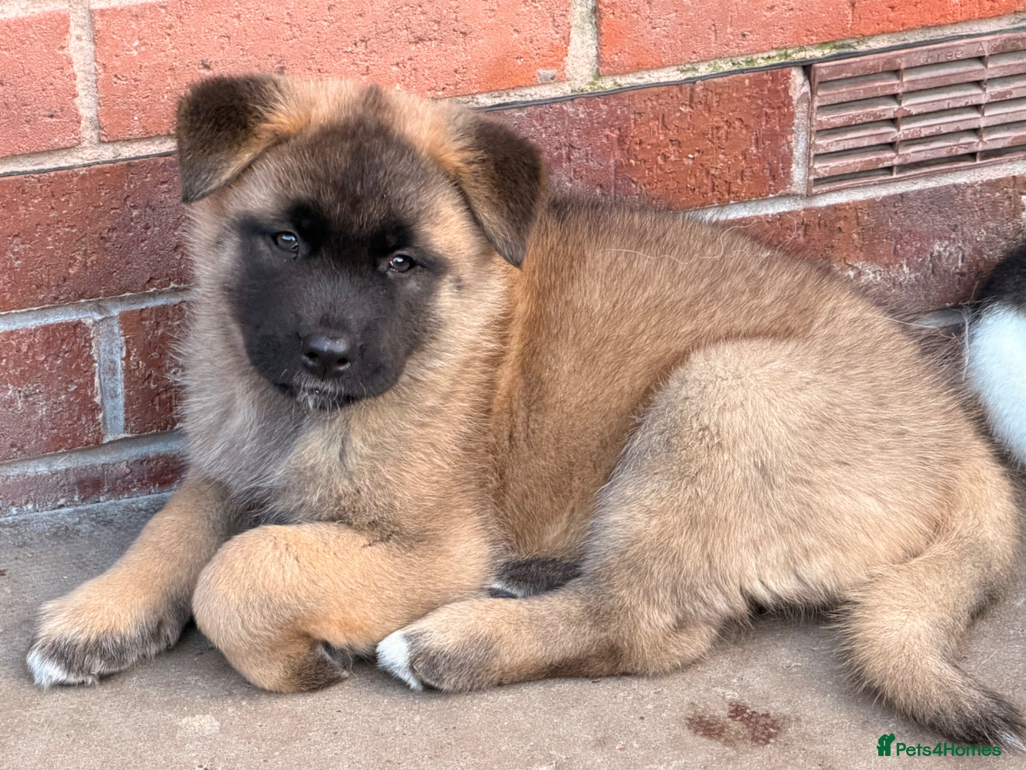 Akita dogs for sale: American Akita  - Advert 26