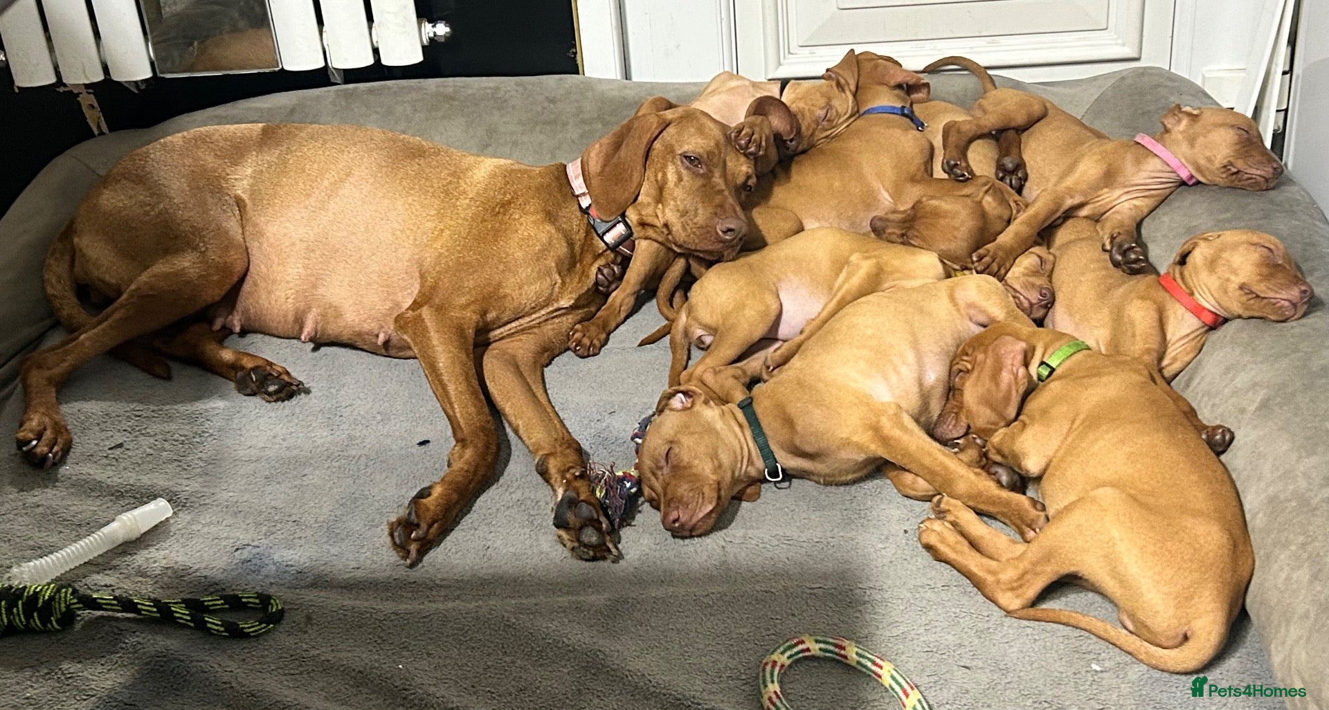 Hungarian Vizsla dogs KC boys reduced £1700 Hungarian vizsla puppies  - Advert 2