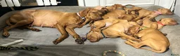 Hungarian Vizsla dogs for sale: 1 x KC registered Hungarian vizsla puppy £1600 - Advert 9