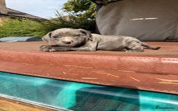 Staffordshire Bull Terrier dogs for sale: Blue Staffordshire puppies  - Image 14