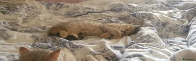 British Shorthair Kitten Male 💙 Rossi