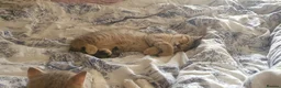 British Shorthair cats for sale: BRITISH SHORTHAIR BLACK GOLDEN SPOTTED TABBY - Advert 10