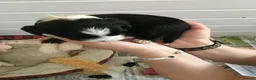 Tibetan Terrier dogs for sale: Kc registered litter of Tibetan terriers  - Advert 12