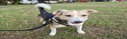 Mixed Breed dogs for adoption: Banjo (terrier mix) in London - Advert 19
