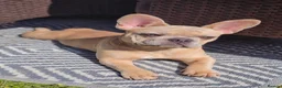 French Bulldog dogs for sale: PEGGY  in Welwyn Garden City - Advert 5