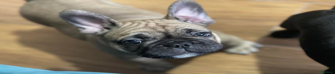 French Bulldog Puppy 2