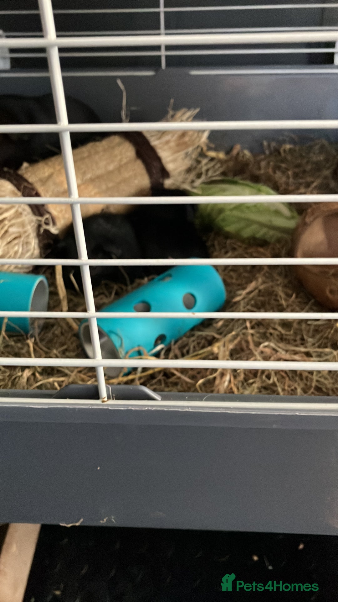 Guinea Pig rodents for sale: Purebred baby Black Tan guinea pig brothers - Advert 5