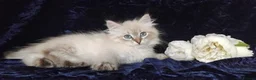 Siberian cats for sale: Siberian Kittens For Sale  - Advert 7