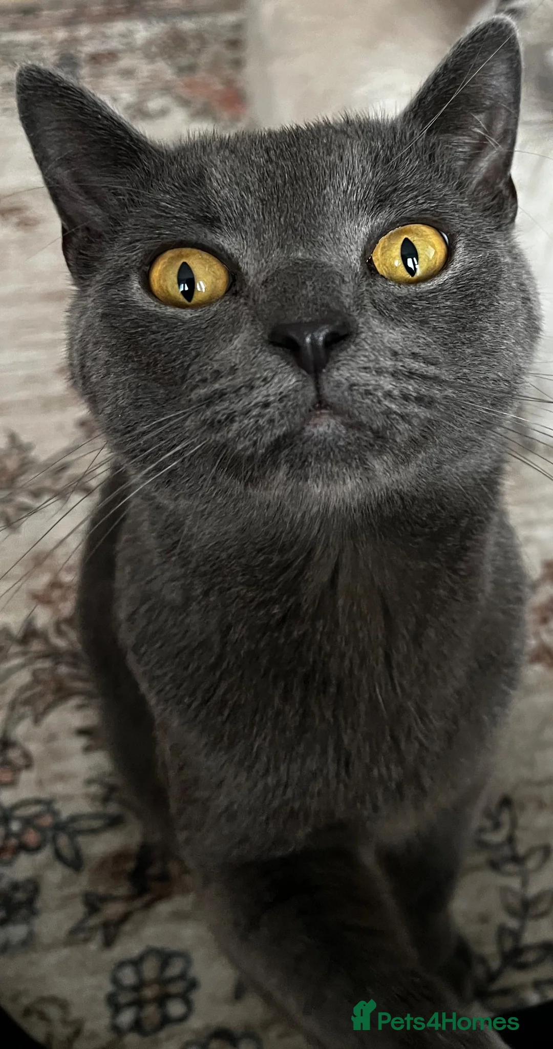 Mixed Breed cats for sale: Theo  in Manchester - Advert 2