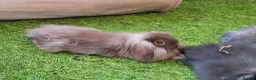 Mini Lion Lop rabbits for sale: Stunning Mini Lion Lops - READY SATURDAY - Advert 23