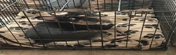 French Bulldog dogs for sale: French bulldog  in Nottingham - Advert 4