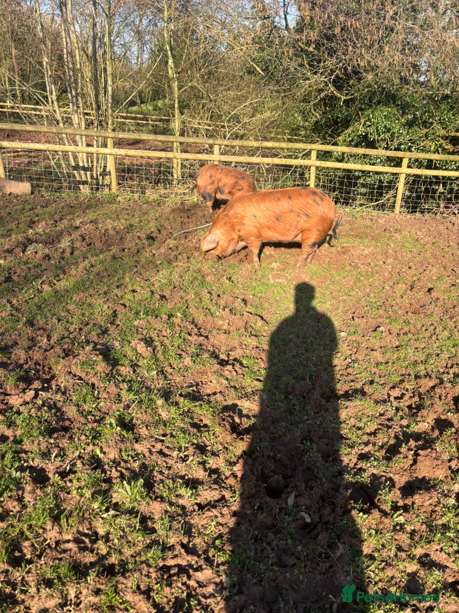 Pig livestock Pure OSB’s - Advert 1