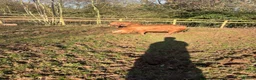 Pig livestock for sale: Pure OSB’s in Bridgnorth - Advert 1