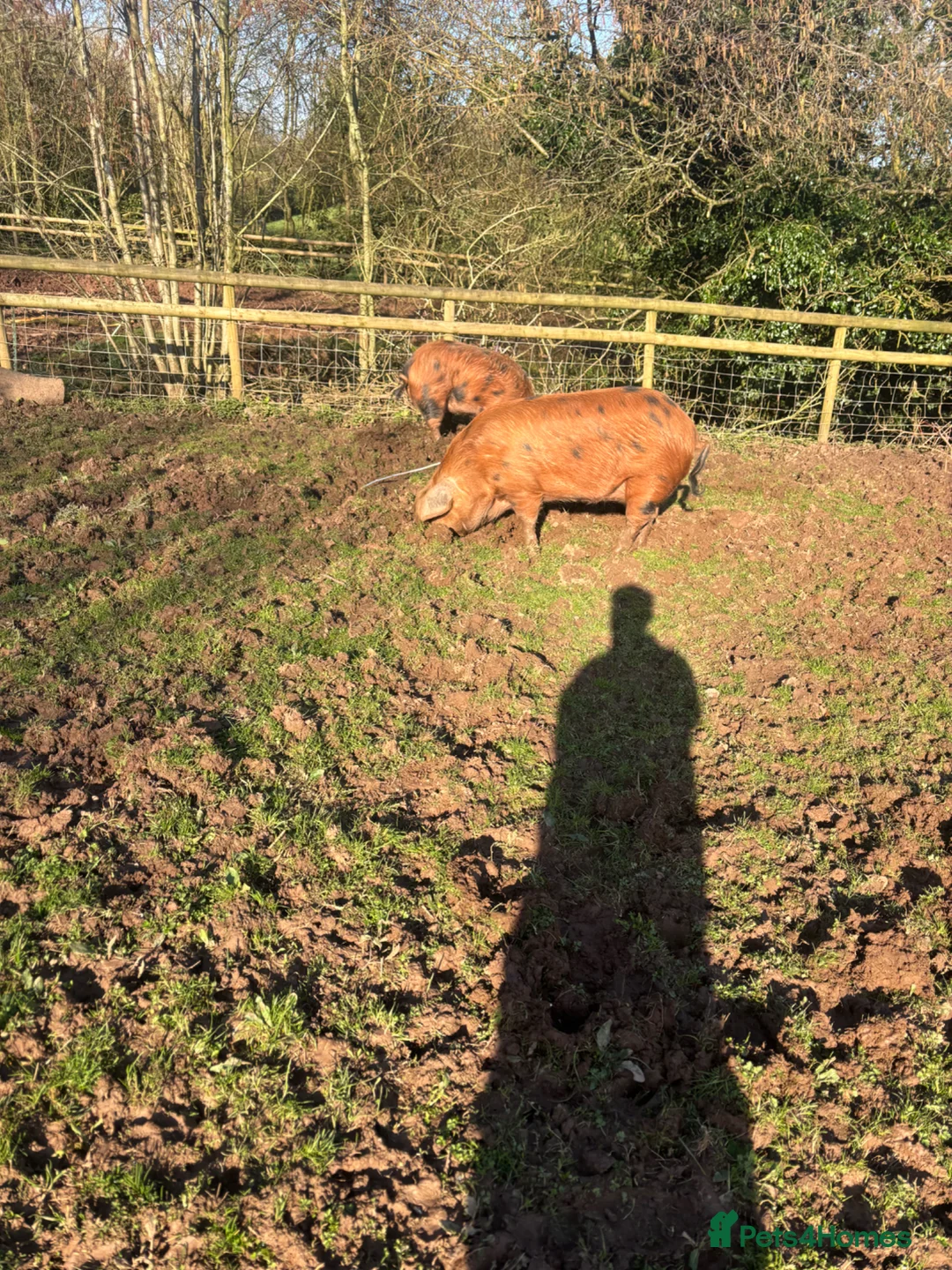 Pig livestock for sale: Pure OSB’s in Bridgnorth - Advert 1