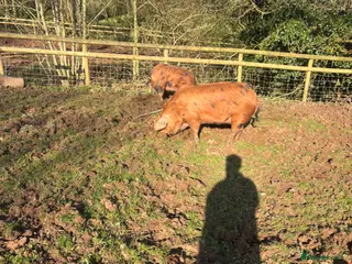 Pig livestock Pure OSB’s - Advert 1