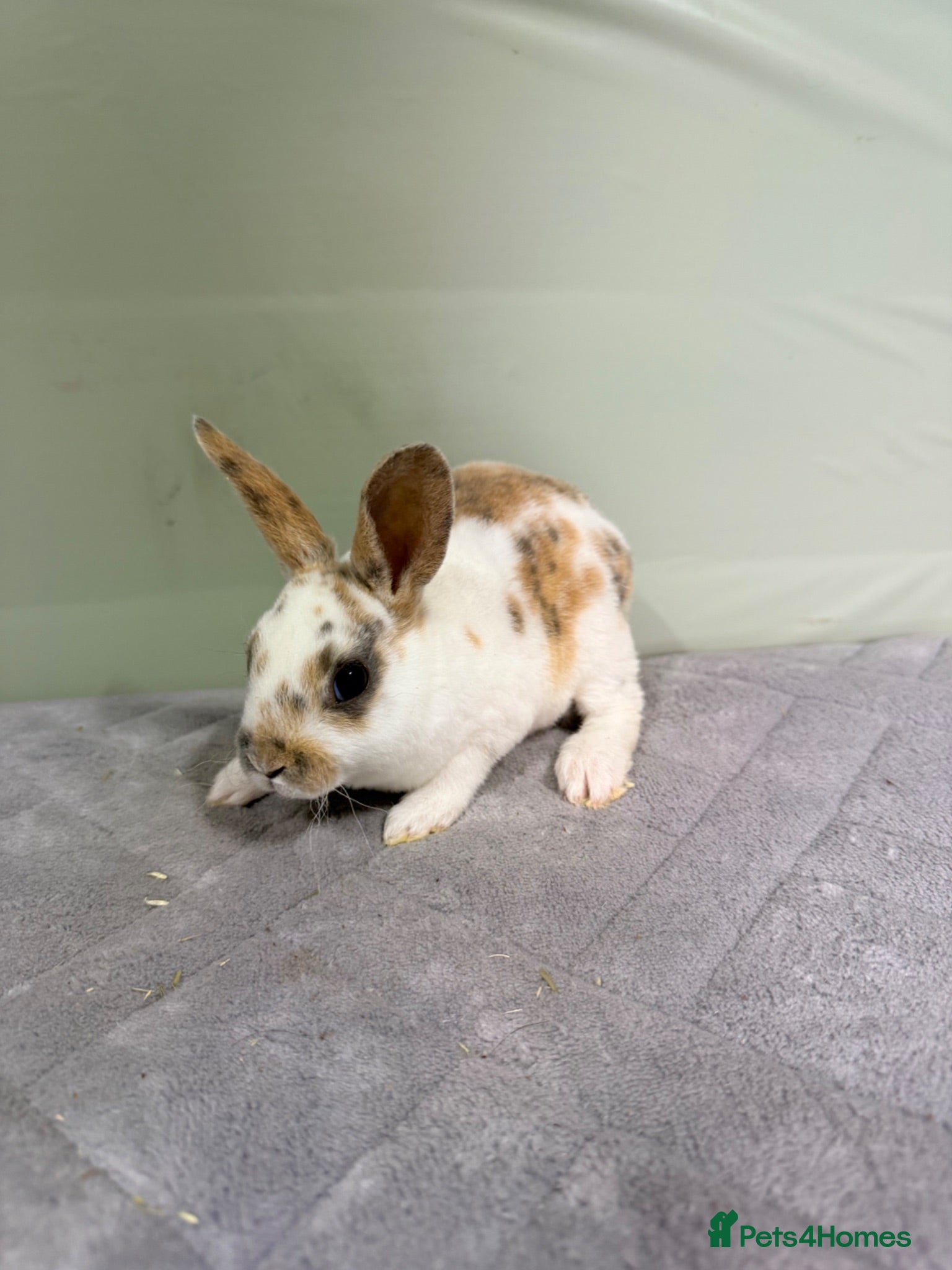 Rex rabbits Harley Quinn mini Rex’s  - Advert 9