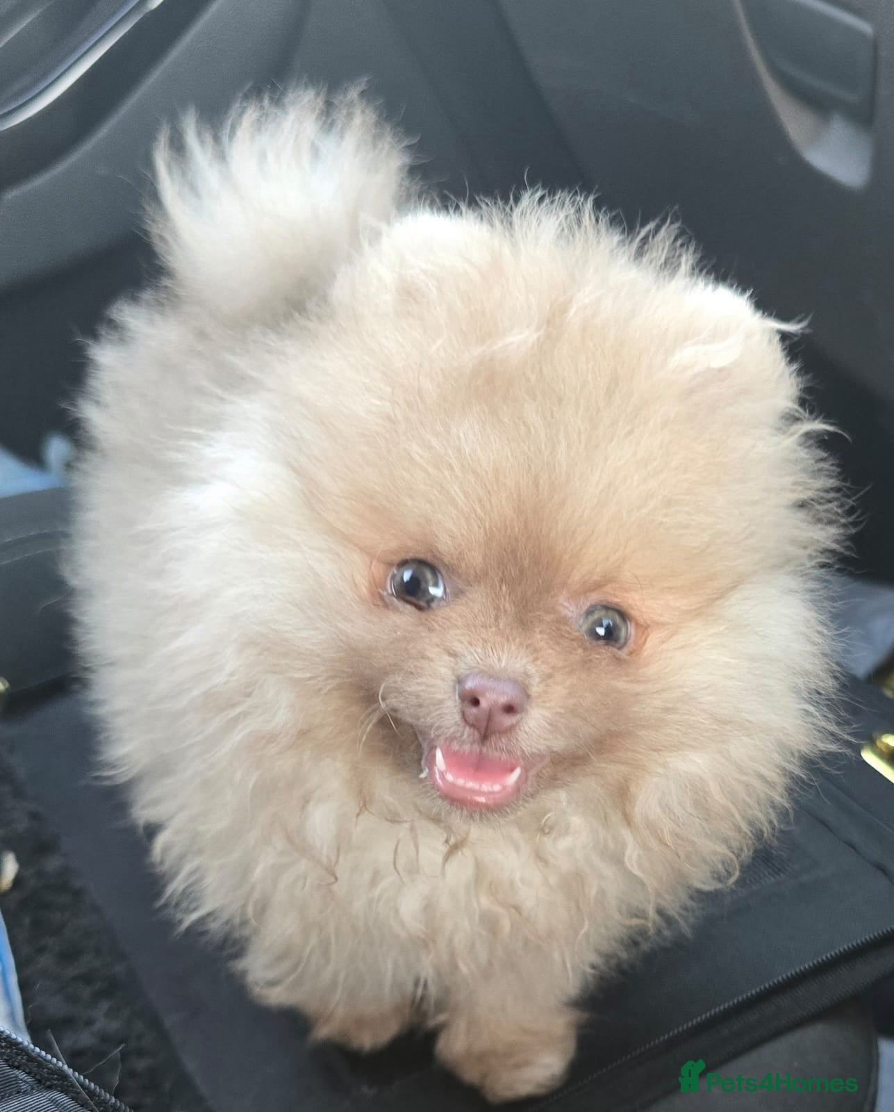 Pomeranian dogs CHIAO LI YA mixed colours + lavender puppies - Advert 8