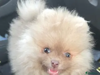 Pomeranian dogs CHIAO LI YA mixed colours + lavender puppies - Advert 13