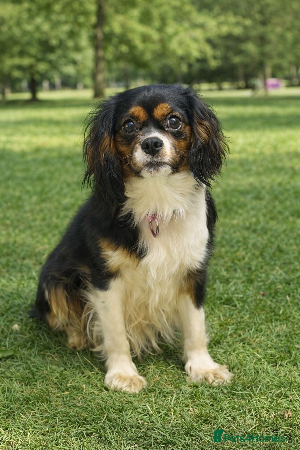 Cavalier King Charles Spaniel dogs Cavalier King Charles Spaniel two years old - Advert 1