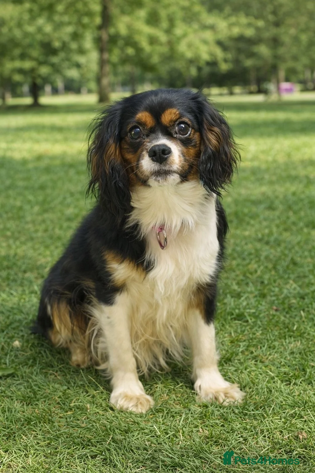 Cavalier King Charles Spaniel dogs for sale: Cavalier King Charles Spaniel two years old - Advert 1