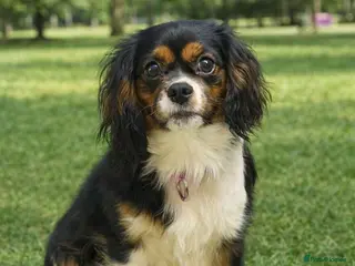 Cavalier King Charles Spaniel dogs Cavalier King Charles Spaniel two years old - Advert 1