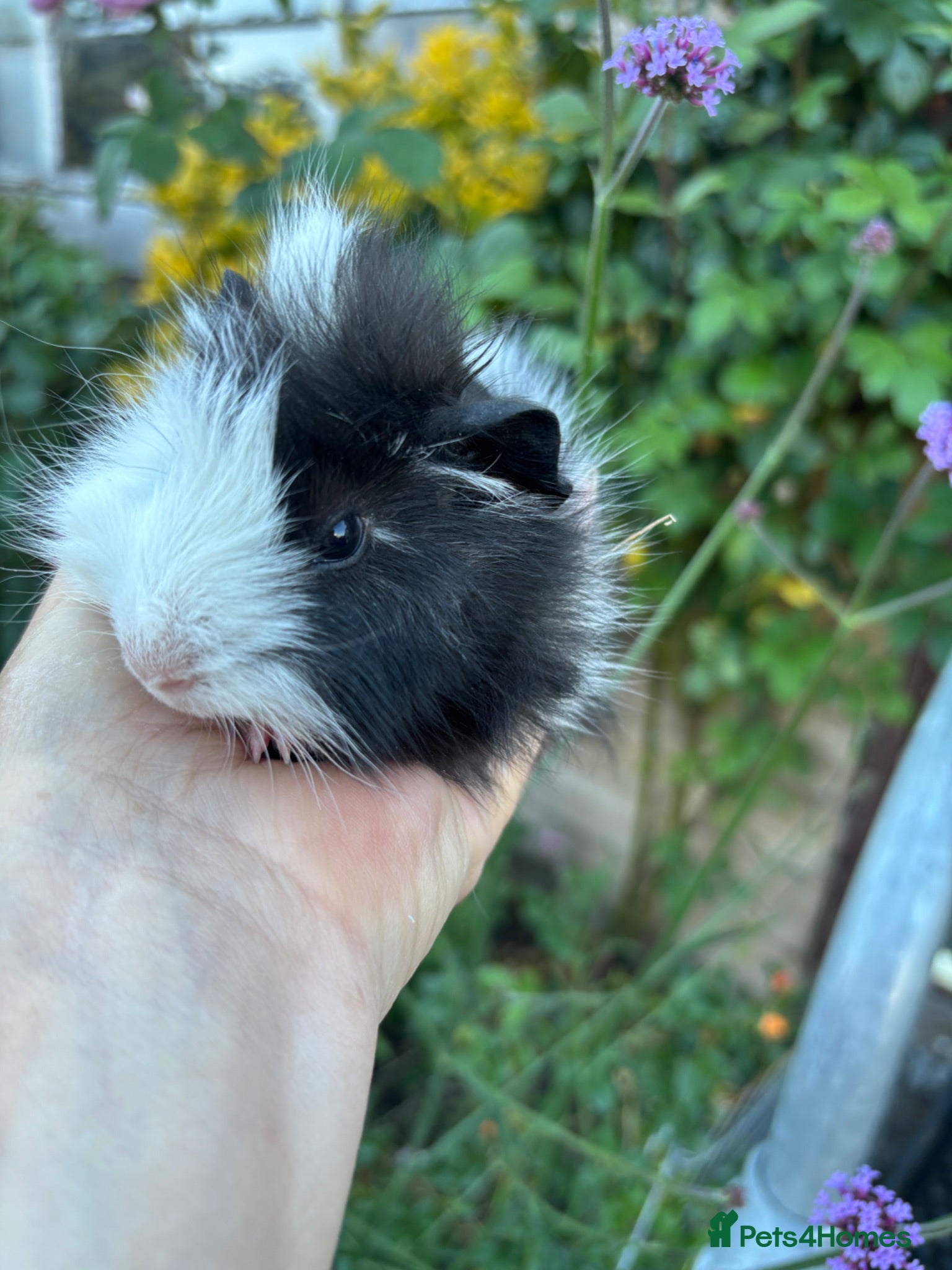 Guinea Pig rodents Gorgeous baby Guinea pigs for sale - Advert 1