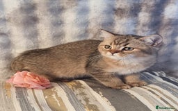 British Shorthair cats for sale: GOLDEN & COLOURPOINT BSH KITTENS, READY TO GO! - Image 24