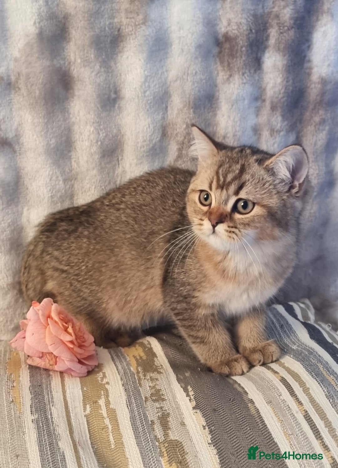 British Shorthair cats for sale: GOLDEN & COLOURPOINT BSH KITTENS, READY TO GO! - Image 24