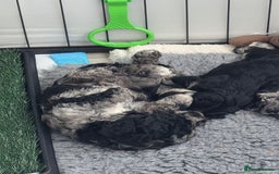 Schnoodle dogs for sale: 3 Stunning F2b Mearle Schnoodle Puppies - Image 20