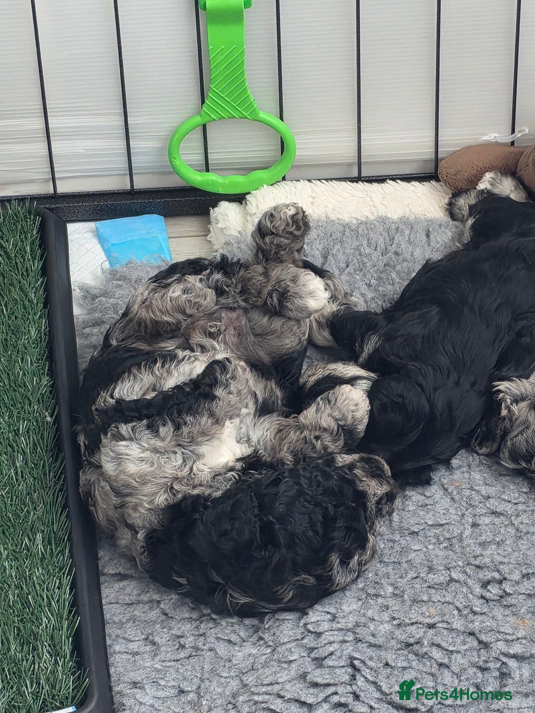 Schnoodle dogs for sale: 3 Stunning F2b Mearle Schnoodle Puppies - Image 20
