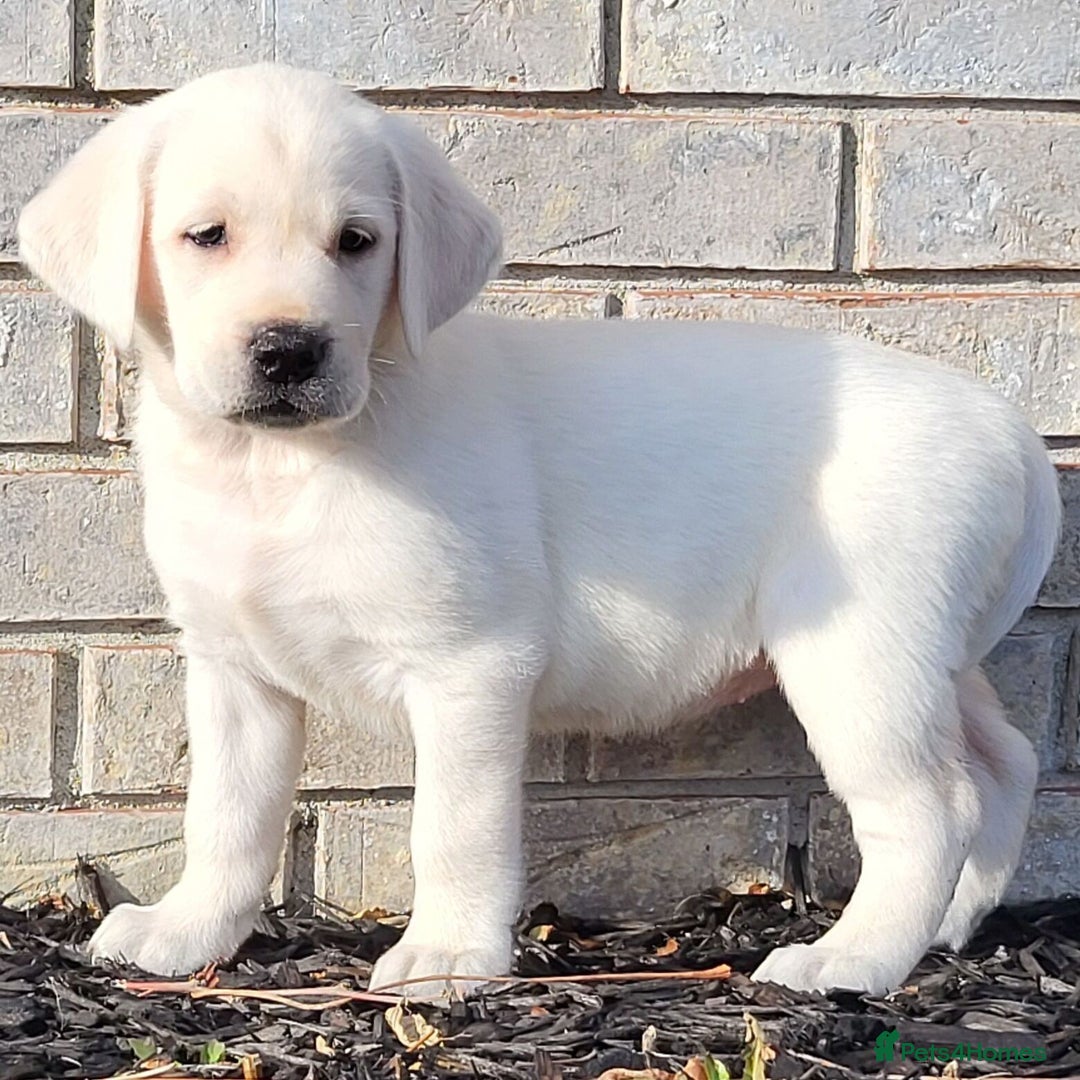 Labrador Retriever dogs charming labrador retriever boy - Advert 3