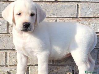 Labrador Retriever dogs charming labrador retriever boy - Advert 3