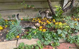 Bengal cats for sale: Bengal x Persian kittens - Image 19