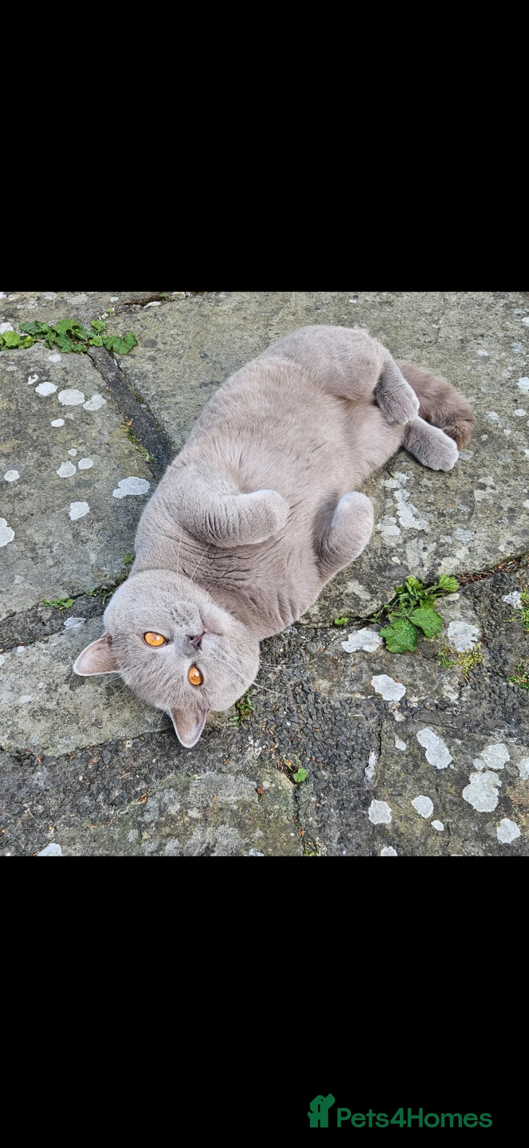 Ragdoll cats for sale: Ragdoll x British short hair  in Sowerby Bridge - Advert 2