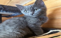Ragdoll cats for sale: Ragdolls for sale  - Image 13