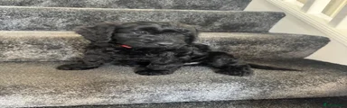 Cockapoo Puppy 5