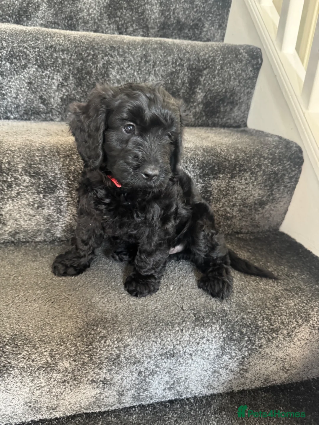 Cockapoo dogs for sale: Cockerpoo - Advert 2