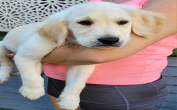 Golden Retriever dogs for sale: READY NOW Stunning Golden Retriever PUPPIES-3 LEFT - Image 18